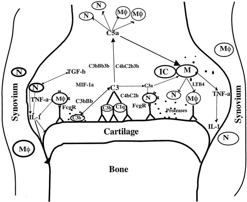 Schematic diagram of possible interactions of immune effector molecules in the joint after antibody transfer. IC, immune complex; N, neutrophils; M , macrophages; M, mast cells; C1q, C3, C3a, C5a, and B, complement components; FcγR, Fcγ receptor; IL-1, interleukin 1; TNF, tumor necrosis factor; TGF, transforming growth factor; LTB4, leukotriene B4; MIP-1α, macrophage inflammatory protein. From: Nandakumar KS, Svensson L, Holmdahl R. Collagen type II-specific monoclonal antibody-induced arthritis in mice: description of the disease and the influence of age, sex, and genes. Am J Pathol. 2003 Nov;163(5):1827-37