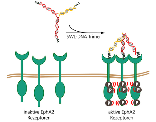 Durch Bindung der Peptid-gekoppelten DNA-Trimere an EphA2-Rezeptoren (grün) formen sich Rezeptorcluster. Anschließend kommt es zur Auto­phosphorylierung und Aktivierung tumorunterdrückender Signalwege