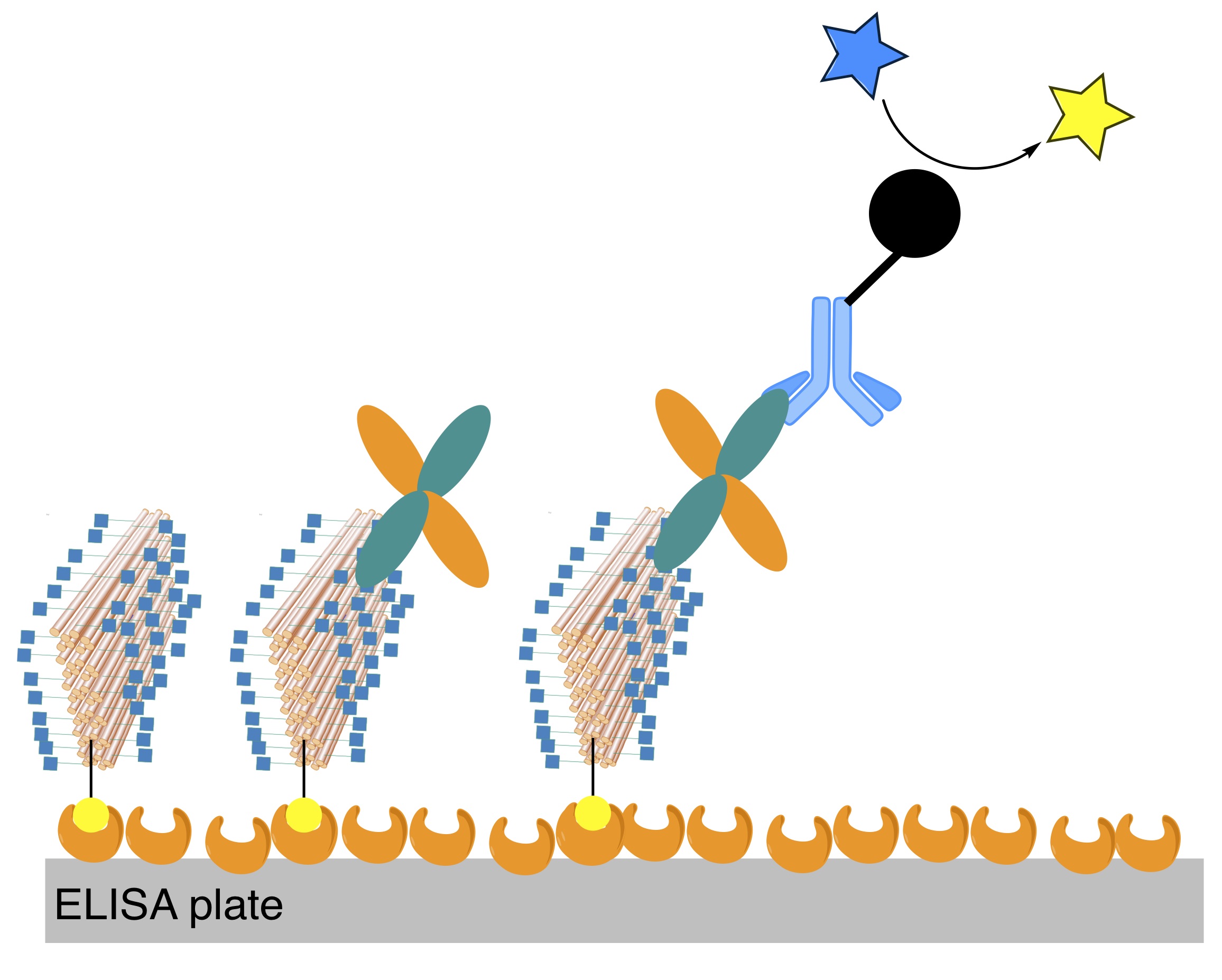 Nahezu 100 Zuckermoleküle sind an große »DNA-Origami« -Nanostrukturen konjugiert, die aus mehreren hundert DNA-Oligonukleotiden gebildet werden. Wenn diese in ELISA-Platten integriert sind, können sie Standardantikörper ersetzen, die zum Einfangen oder Erkennen von Zielen in der Immundiagnostik verwendet werden.