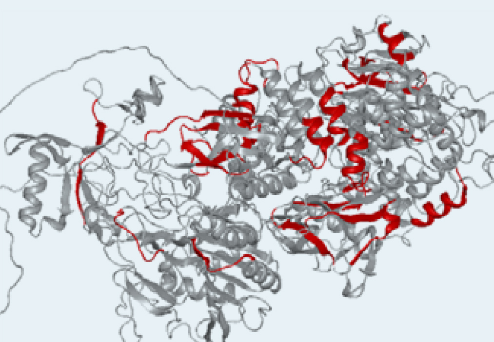 Lage der Epitope (rot) in einem Modell des E.coli YghJ Proteins
