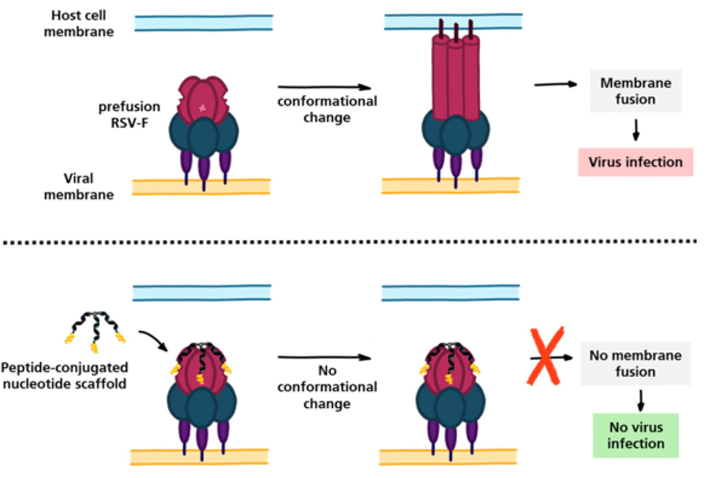 Das RSV-F-Protein ermöglicht die Bindung des Virus an die Wirtszelle und die Fusion mit seiner Plasmamembran, wodurch die Zelle infiziert wird. Im Rahmen des RSV-Protect-Projekts entwickelte molekulare Inhibitoren sperren RSV-F in seiner inaktiven Konfiguration und verhindern so eine Virusinfektion der Wirtszellen