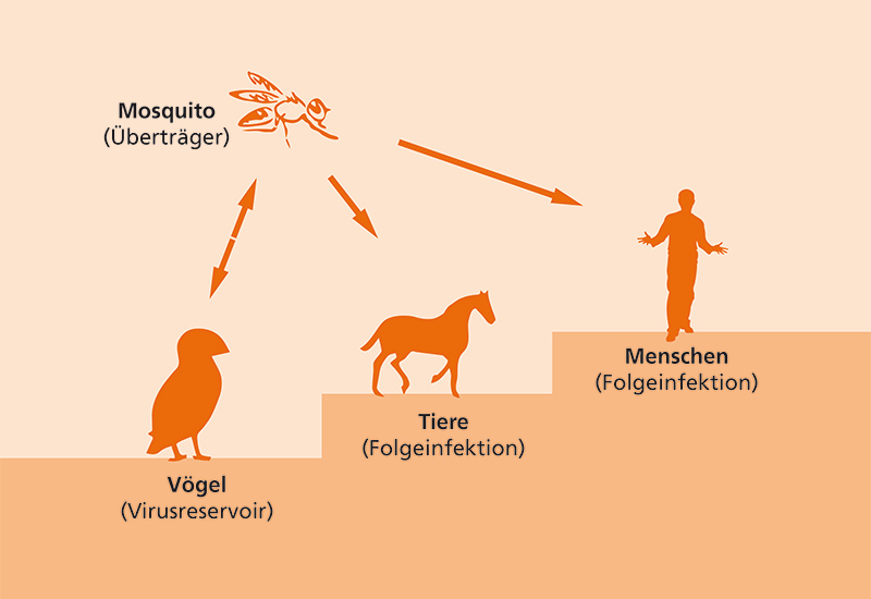 Transmission cycle WNV