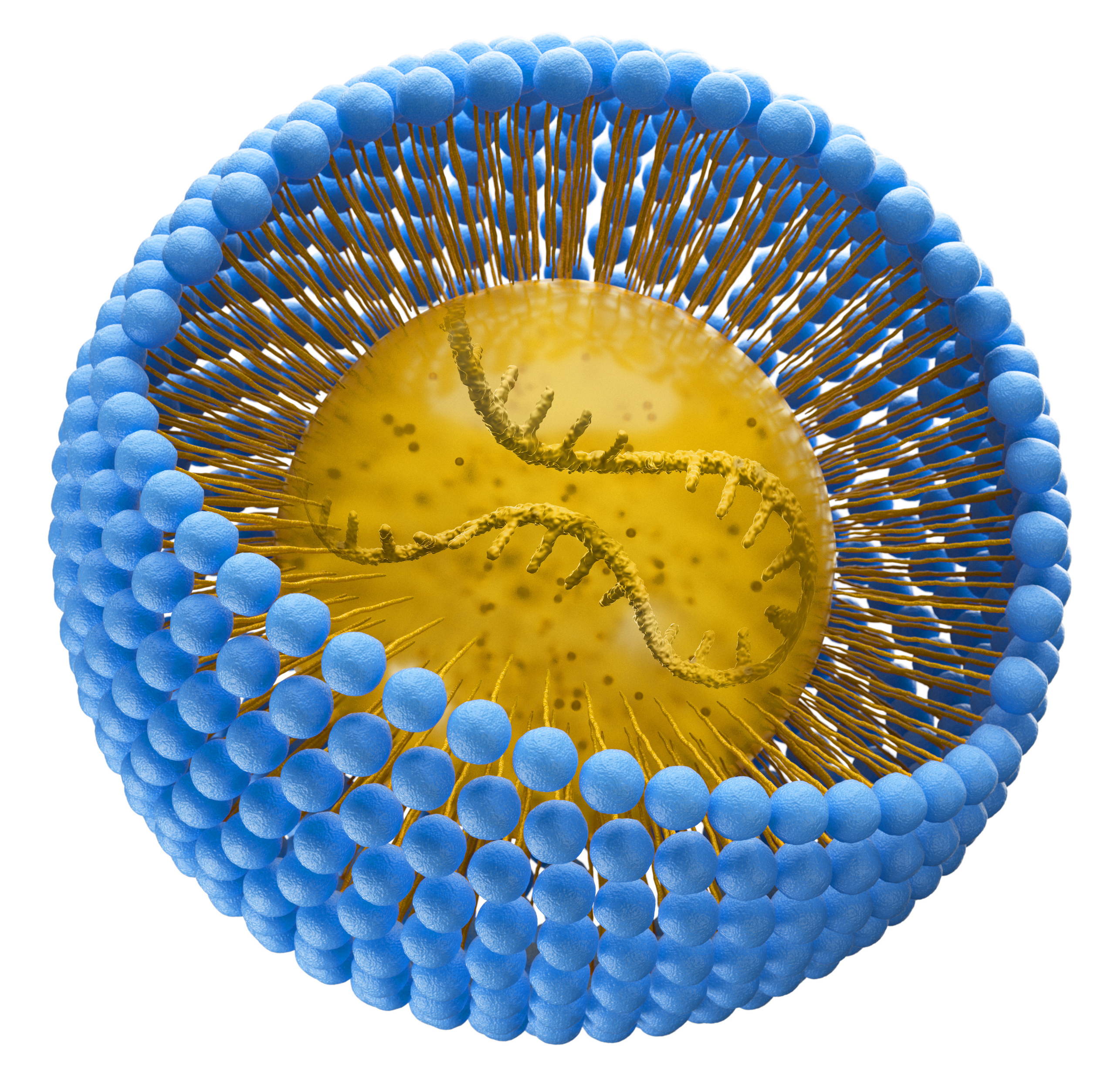 Medical 3D illustration of a monolayer micelle structure with a fat-soluble molecule inside the particle and one tail pointing inwards. Isolated on white background