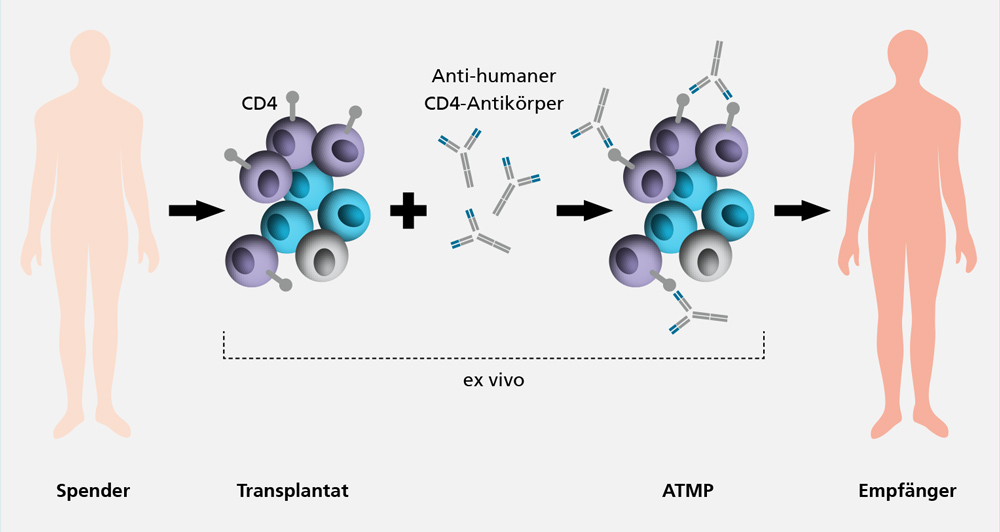 Präklinische Entwicklung eines Arzneimittels für neuartige Therapien (ATMP, Palintra®)