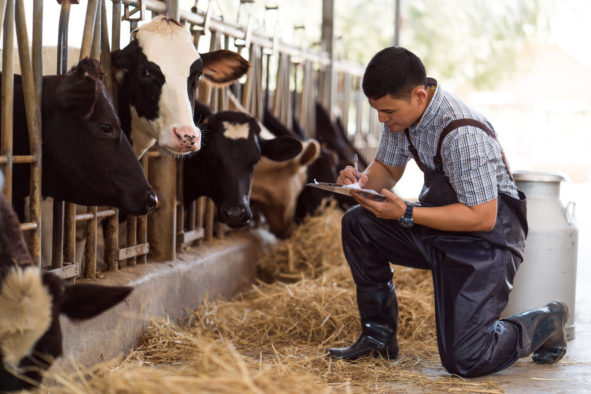 Bauer dokumentiert Gesundheitszustand Kühe im Stall.