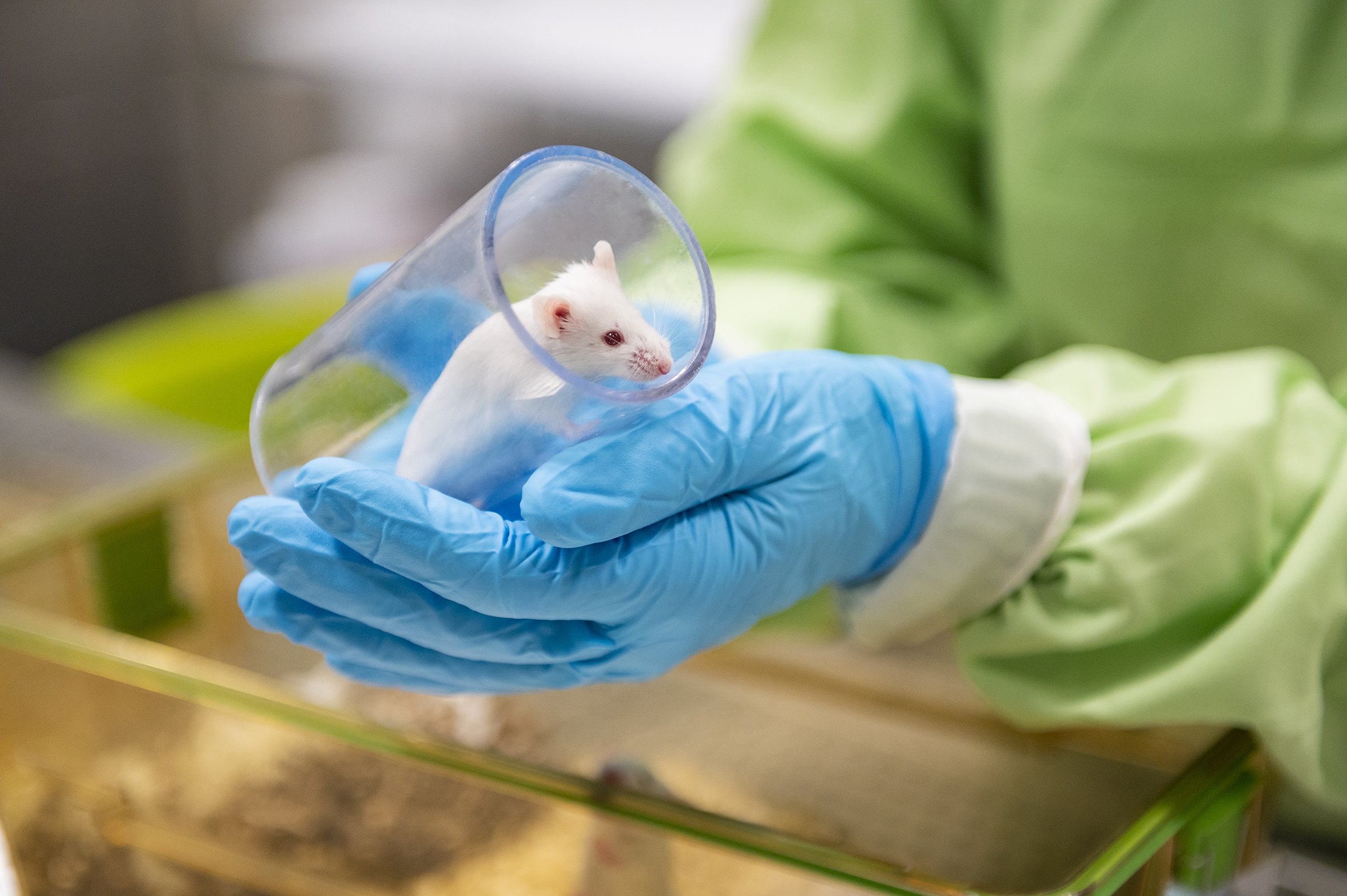 Maus in einer Glasröhre
