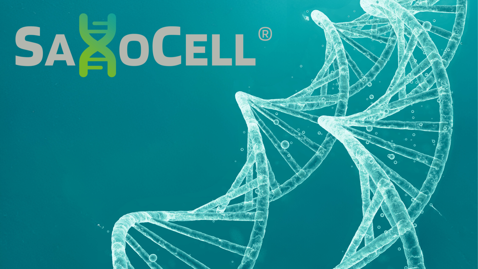 DNA Strang mit der Aufschrift SaxoCell 