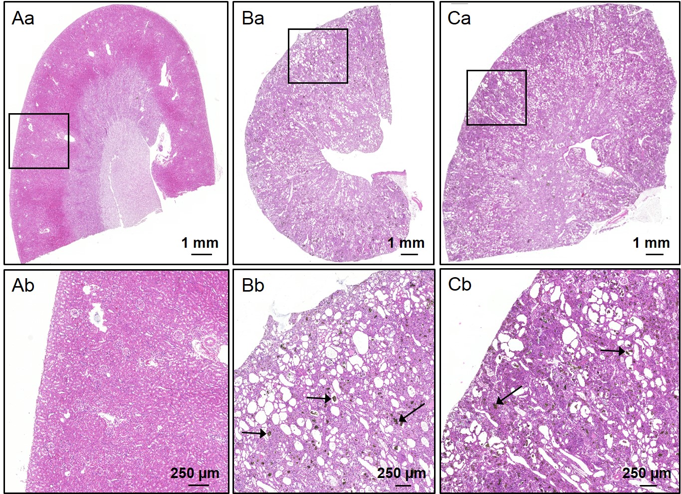 HE staining of the kidneys of Wistar rats