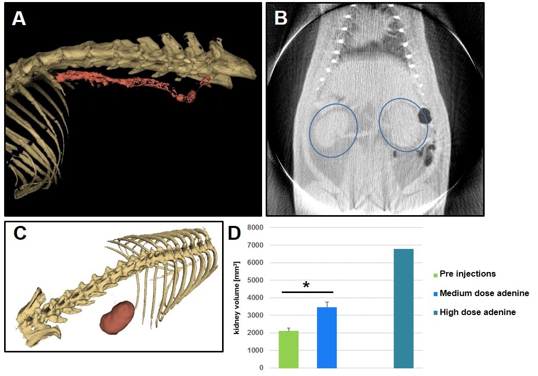 CT imaging, 3D reconstruction of organs, and calculation of kidney volumes of Wistar rats