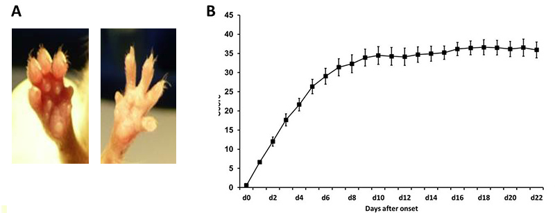 Clinical symptoms of CIA in mice. A: Forepaw of a mouse with (left) and without CIA (right). Symptoms of CIA are i.a. swelling and redness of peripheral joints. B: Clinical score after CIA onset.