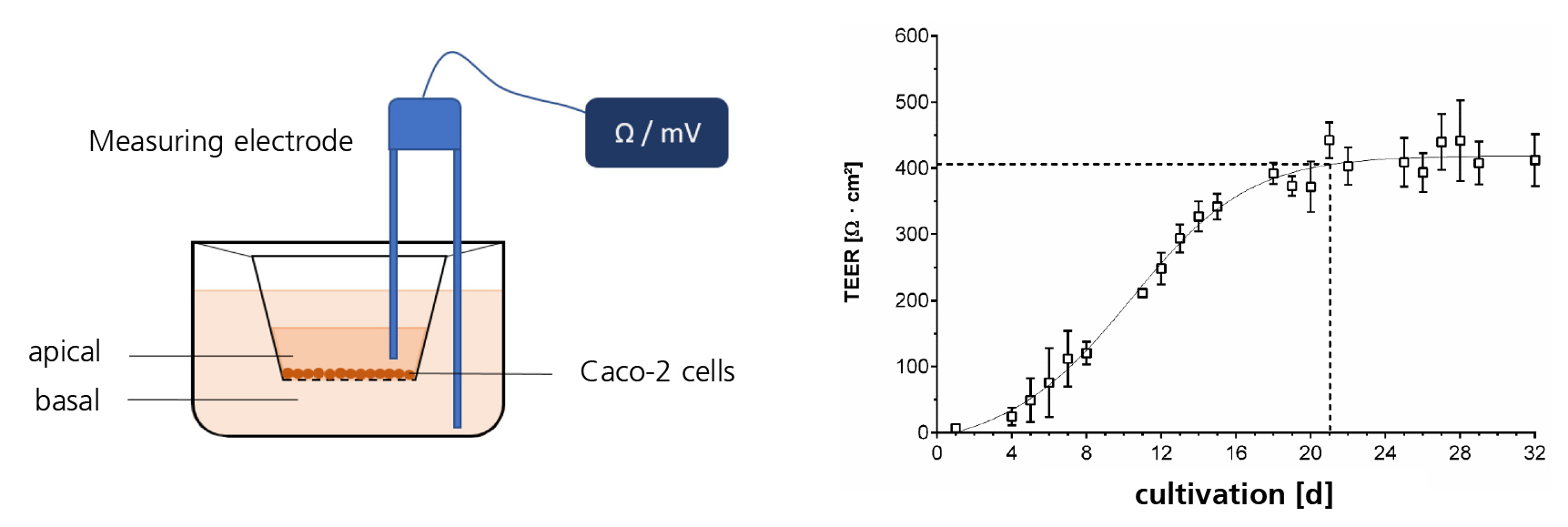 TEER measurement of Caco-2 cells in a transwell system