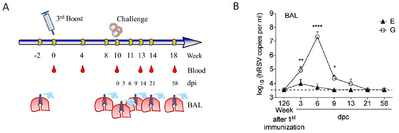 Viral load after vaccination and challenge. A: Immunization and viral challenge with the human Respiratory Syncytial Virus at the indicated time points. Here, at week 0 the animals were boosted with a genetic vaccine and challenged 10 weeks later. Additionally, the time points of bleeding and bronchoscopy to analyze systemic immune responses and viral load in bronchoalveolar fluid were shown.  B: Viral load after challenge in the immunized group E in comparison to the untreated group G at the indicated days post challenge (dpc). 