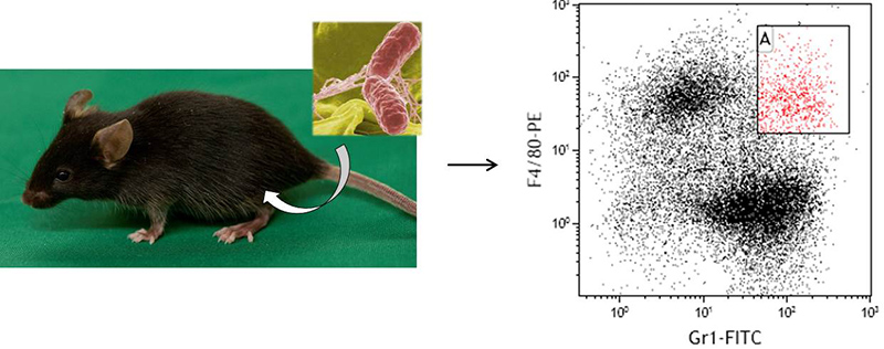 Mice are infected with Salmonella enterica to induce systemic infection. The course of infection is analyzed using various approaches, e.g. flow cytometric analysis of immune cell subtypes in different organs.