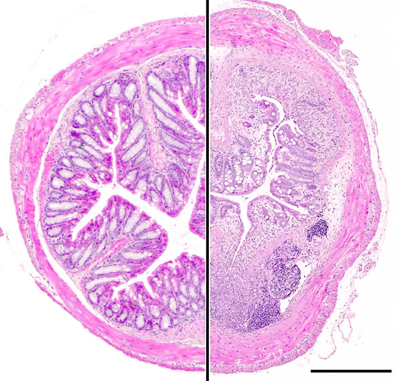 Tissue architecture of the distal colon in a healthy animal (left) and in chronic DSS-induced colitis (right). Scale bar: 500 µm