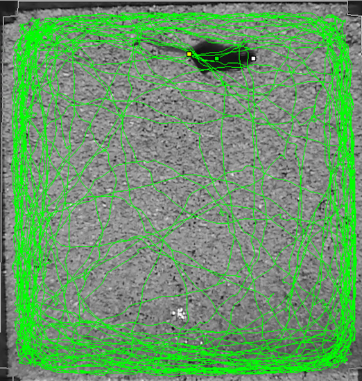 Open field set-up including a video tracking system (BioServe) to analyze locomotor activity and presence of the test animal within the open field arena.