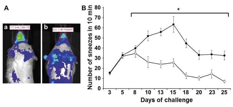 Allergic rhinitis in BALB/c mice. A: BLI of an allergic (a) and a healthy control mouse (b). B: Course of clinical symptoms (number of sneezes) of allergic rhinitis in the mouse (open circles: healthy control animals; filled circles: allergic mice).