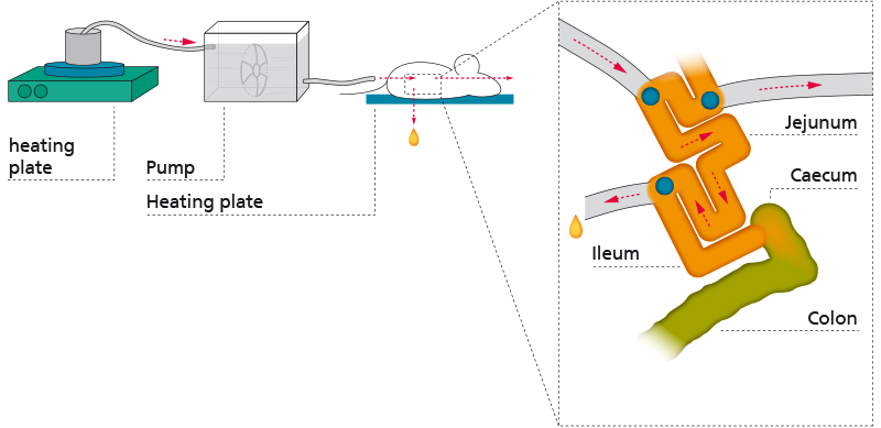 Experimental set-up of short-time intestinal bowel model, induced by in situ perfusion of iodacetamide. Source: Breitrück A, Sparmann G, Mitzner S, Kerkhoff C. Establishment of a novel extracorporeal bowel model to study luminal approaches to treat inflammatory bowel disease. Dis Model Mech. 2013 Nov;6(6):1487-93. doi: 10.1242/dmm.011734.