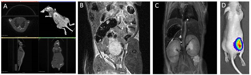 Different noninvasive imaging options for tumors and other applications available at the Fraunhofer IZI. A: CBCT scan of a mouse. The 2D projections are used to generate a 3D Image. B+C: MRI of a mouse B shows the abdominal area, in image C the lung and kidneys are visualized. D: Visualization of a tumor by means of bioluminescence imaging (BLI). Cells are injected into the flank of the mice. Already 7 days later a distinct luminescent signal can be detected.
