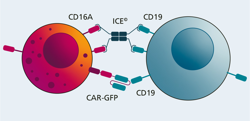 A tumor cell is recognized and then destroyed by a CAR-positive NK Cell via the link using the ICE molecules.