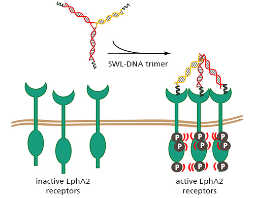 Receptor clusters are formed by the peptide-coupled DNA trimers binding to EphA2 receptors (green). This leads to the autophosphorylation and activation of tumor-suppressing signaling pathways