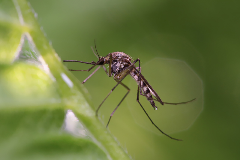 Mosquito resting on the grass