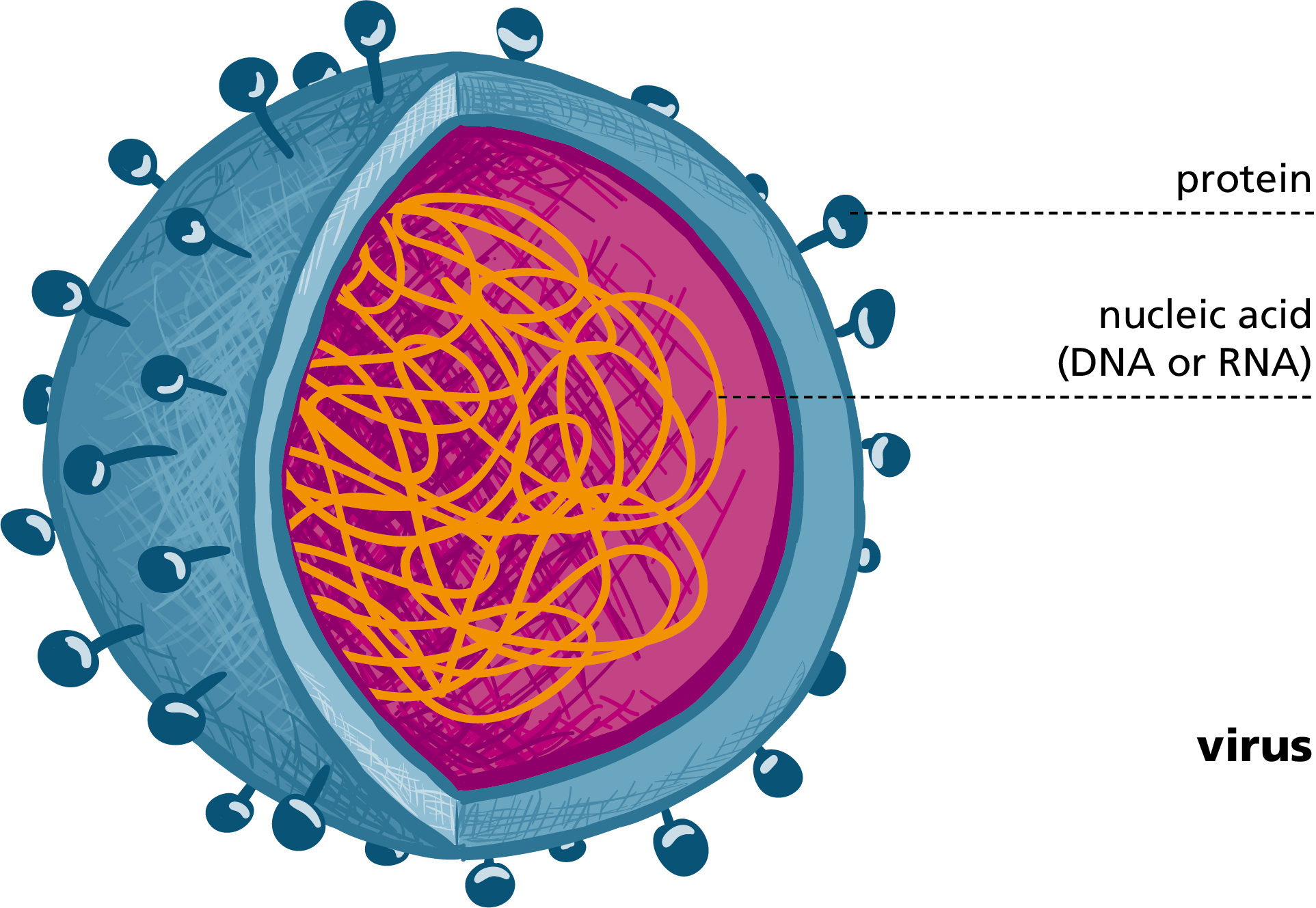 schematic layout of west nile virus