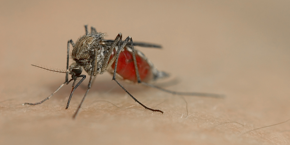 Mosquito