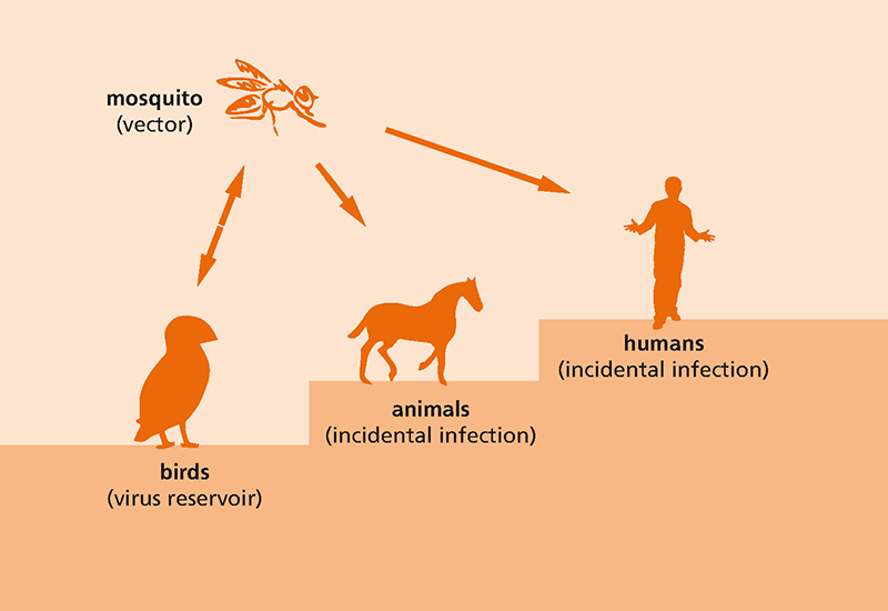transmission cycle WNV
