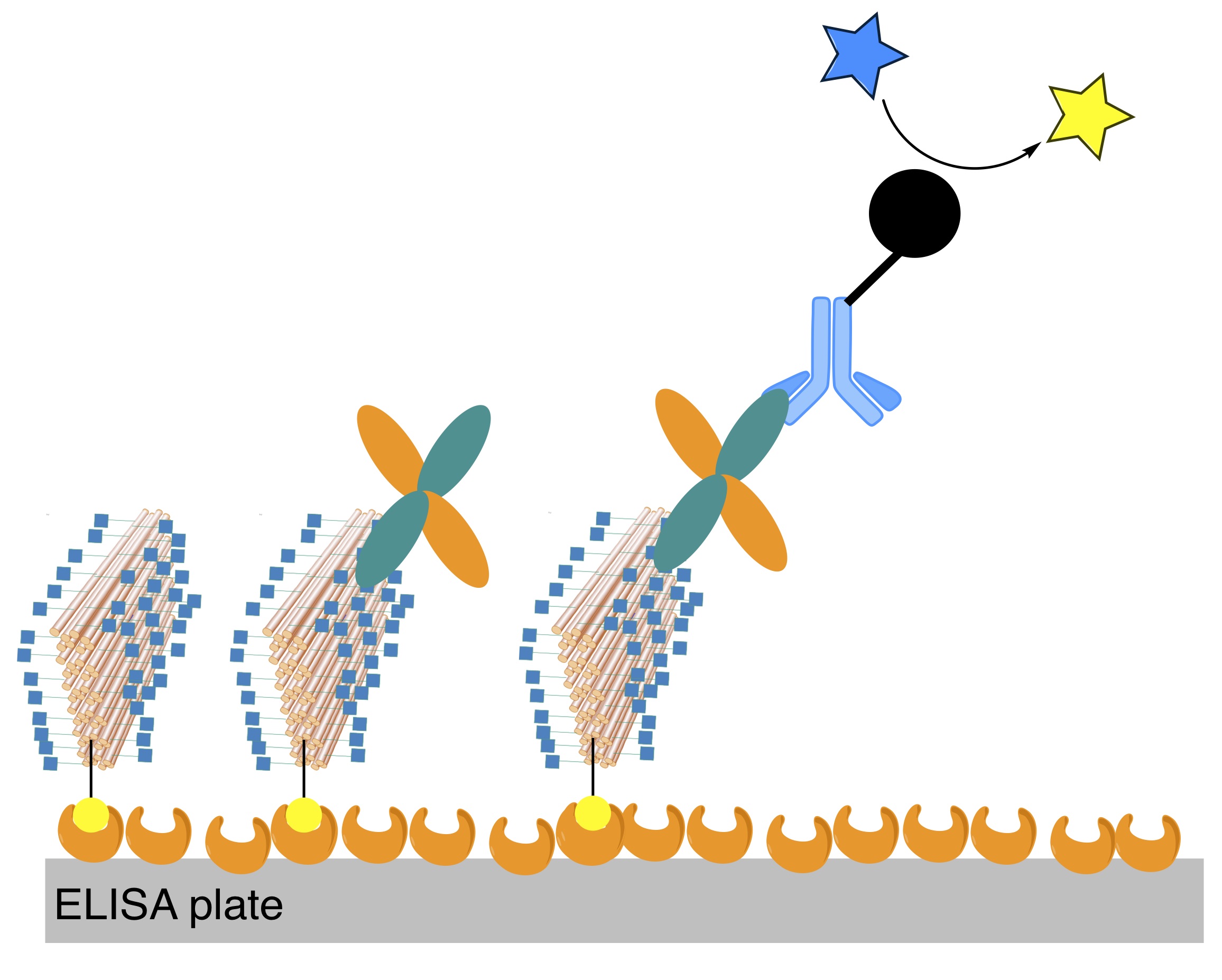 Close to 100 sugar molecules are conjugated to large “DNA origami“ nanostructures, formed from several hundred DNA oligonucleotides. When integrated into ELISA plates, these can replace standard antibodies used to capture or recognize targets in immuno-diagnostics.