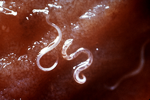 The Ancylostoma caninum hookworm attached to the intestinal mucosa