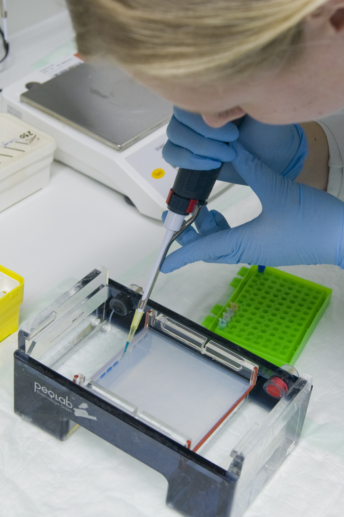 Fraunhofer IZI employee works in the laboratory: Gel electrophoresis.