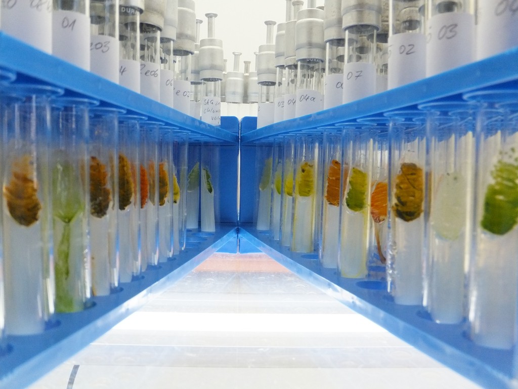 At the ZNT, active substances/active substance-enriched products from algae are to be identified and produced in the future. View of the algae strain collection at Anhalt University of Applied Sciences.