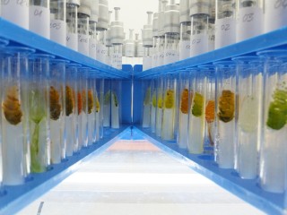 At the ZNT, active substances/active substance-enriched products from algae are to be identified and produced in the future. View of the algae strain collection at Anhalt University of Applied Sciences.