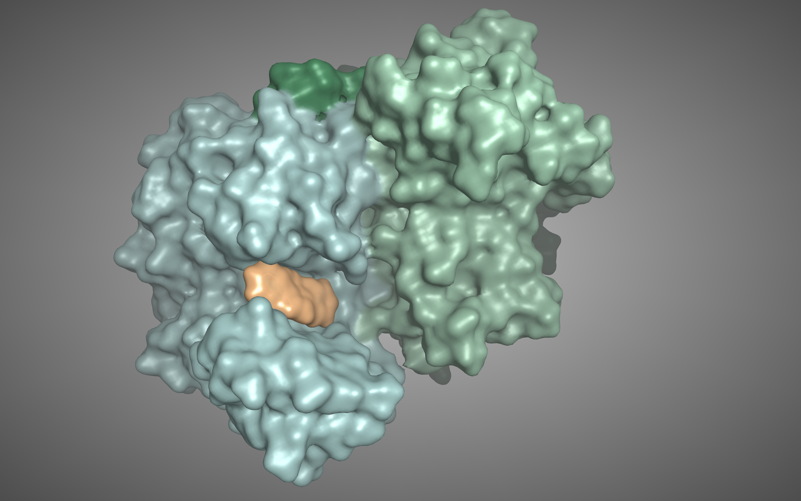 X-ray crystal structure of Meprin β (blue-green) with the model of an inhibitor developed at Fraunhofer IZI in the active center (orange) X-ray crystal structure of Meprin β (blue-green) with the model of an inhibitor developed at Fraunhofer IZI in the active center (orange)