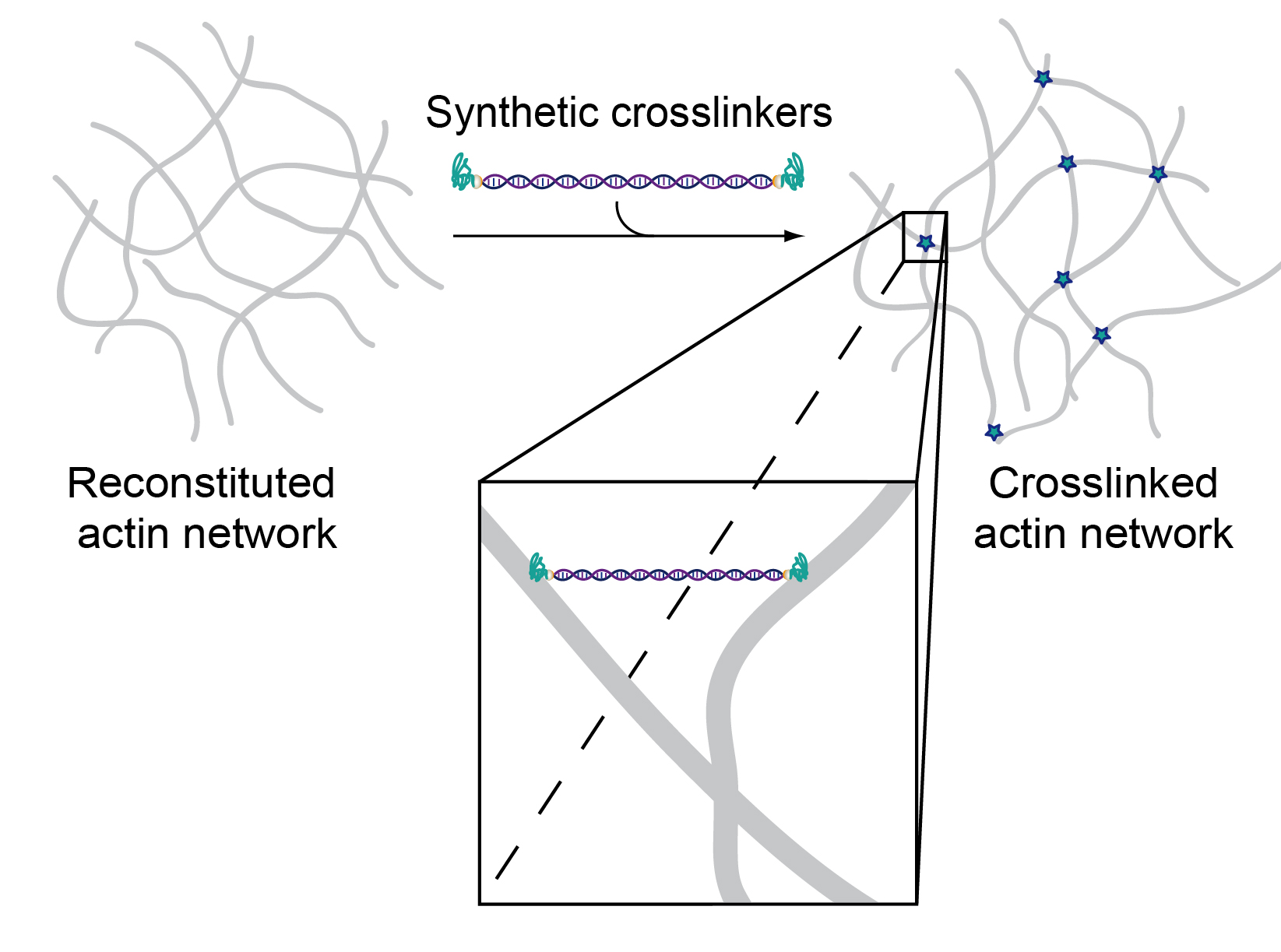 Since the two binding domains were connected by double-stranded DNA, the construct can physically crosslink actin filaments within the system.