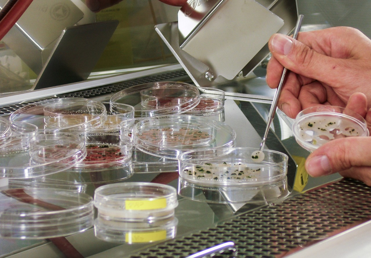 Preparing the algae for the experiment on the exterior of the ISS space station