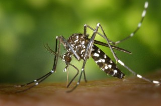 Asiatische Tigermücken können Viren wie Dengue oder Zika übertragen.