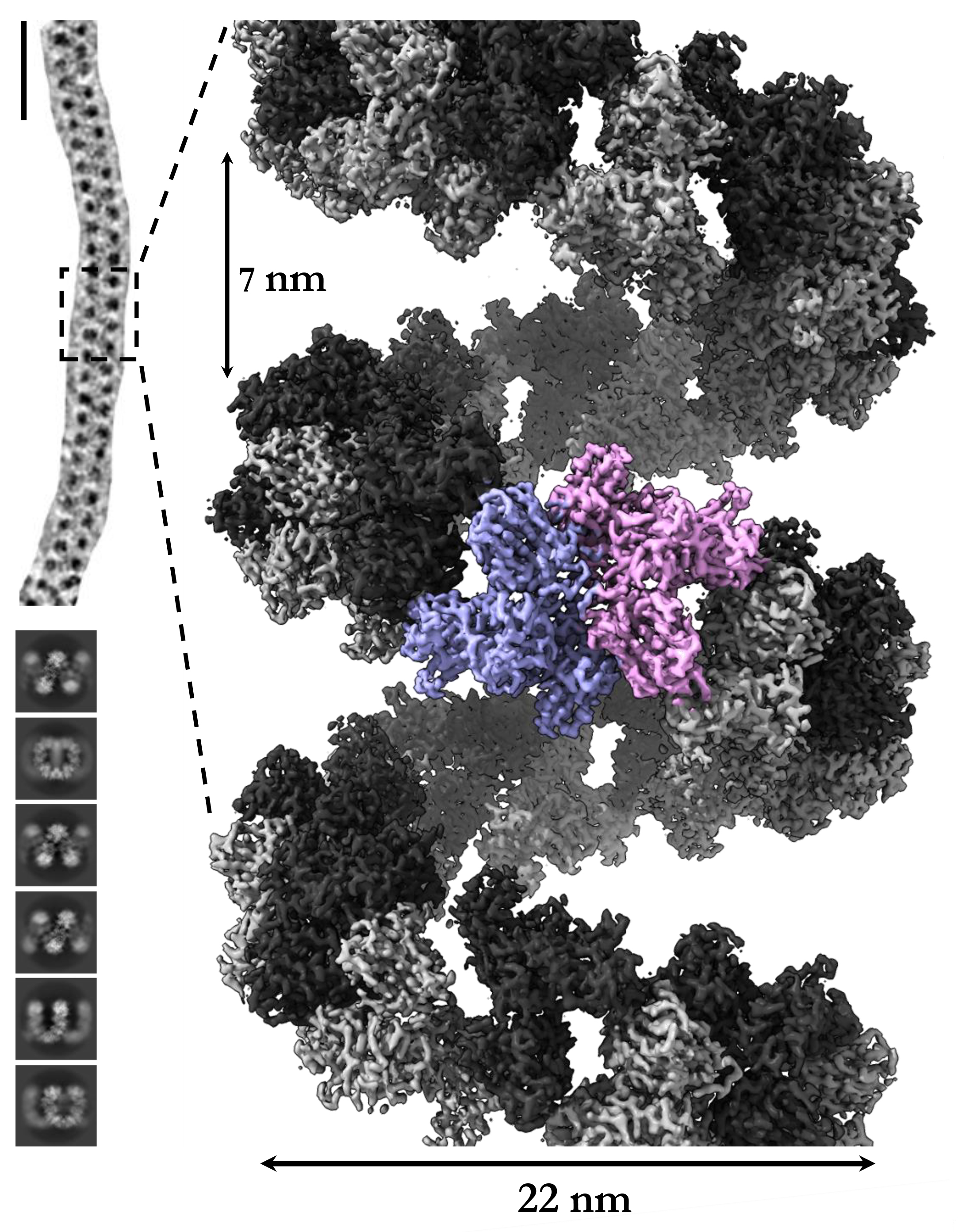 Cryo-electron microscope reconstruction of helical meprin alpha (from Bayly-Jones C, et al. 2022) Cryo-electron microscope reconstruction of helical meprin alpha (from Bayly-Jones C, et al. 2022)