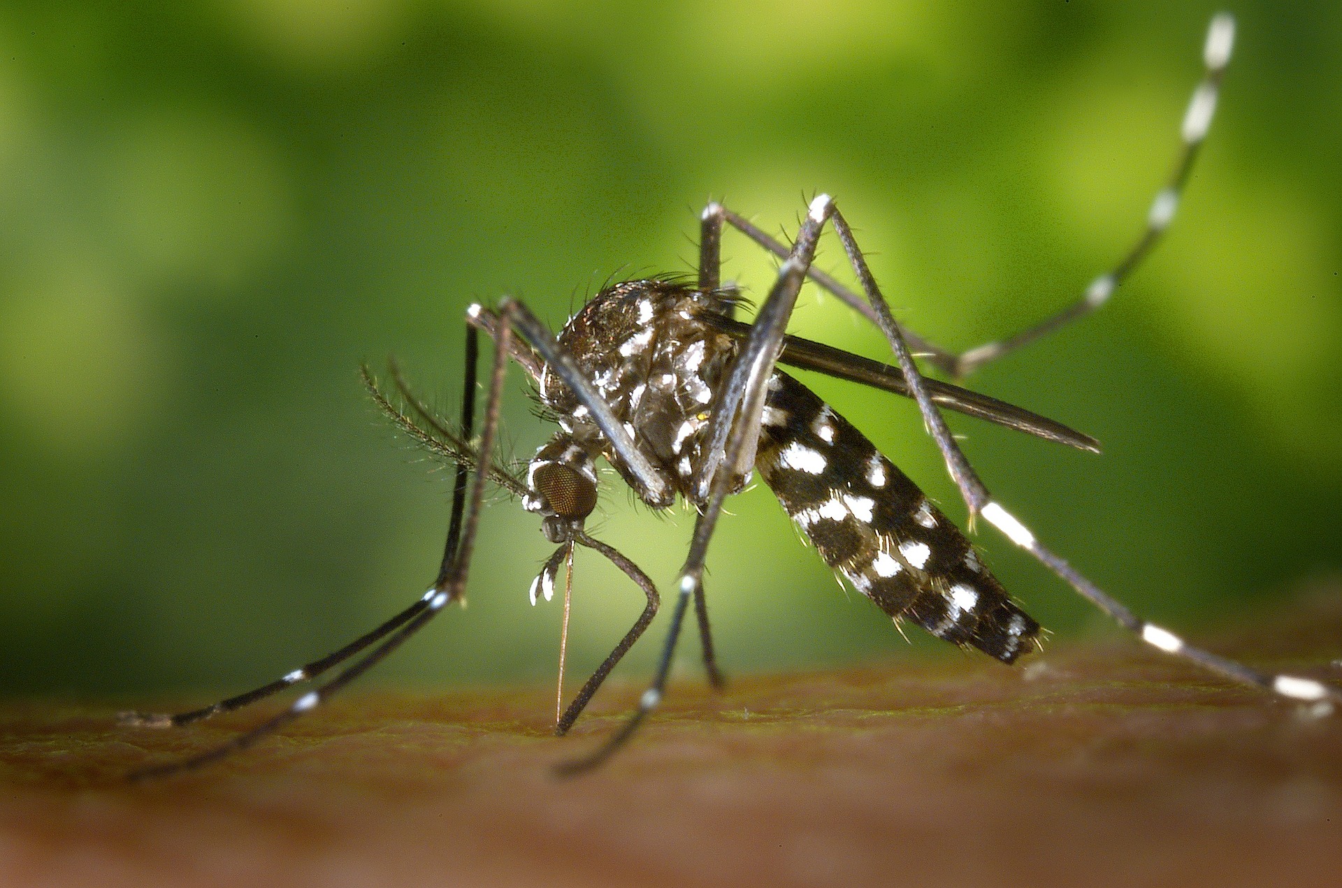 Asian tiger mosquitoes can transmit viruses like Dengue or Zika.