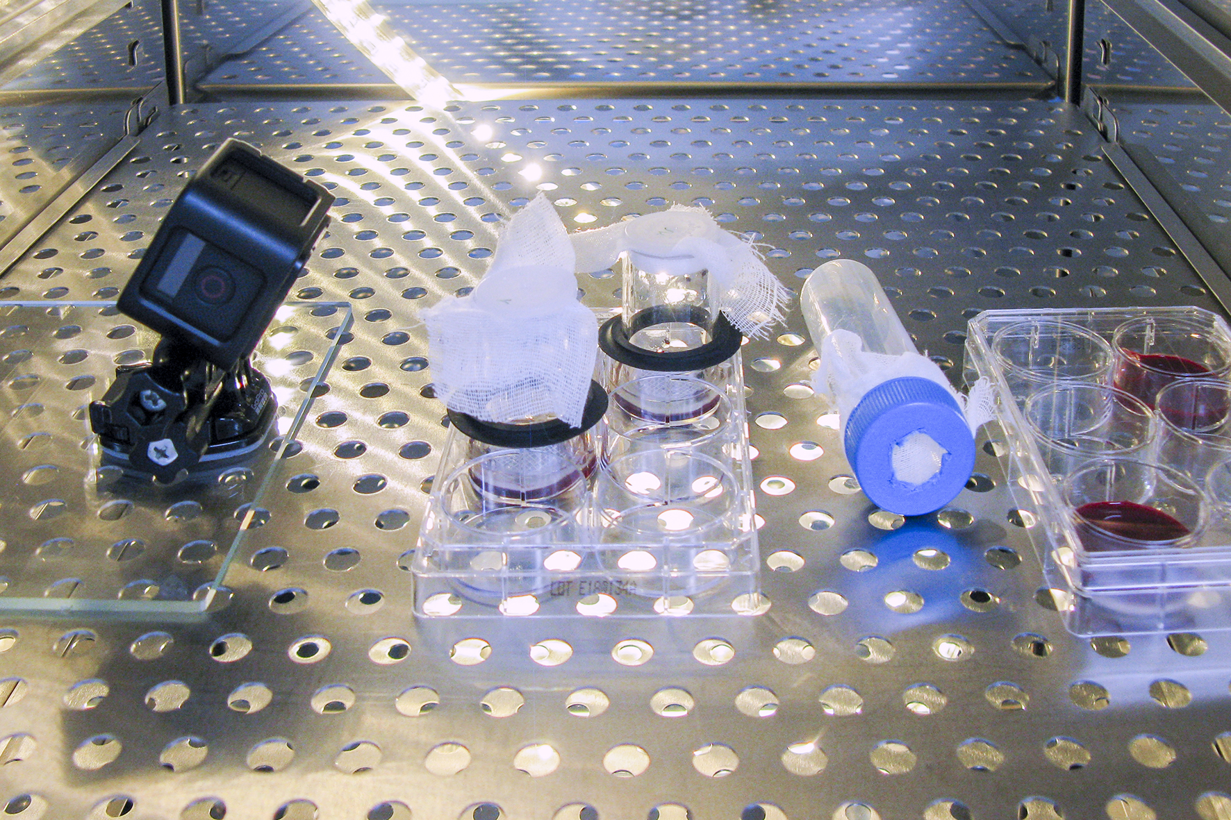 The in vitro feeding system was further developed at Fraunhofer IZI.
