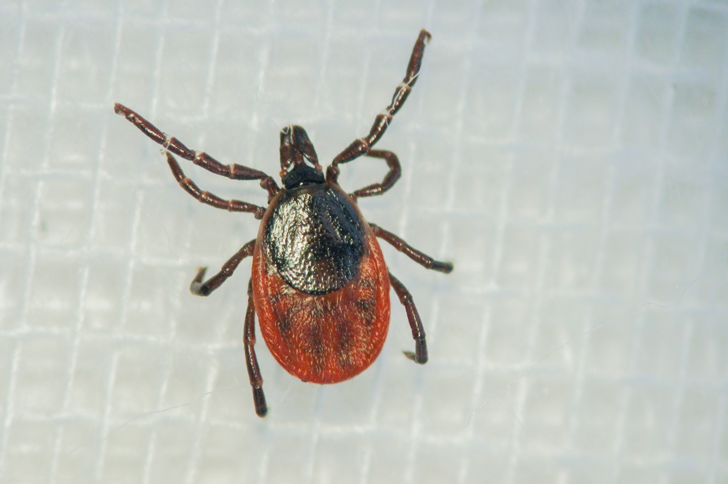 Ticks transmit the bacterium Coxiella burnetii. The pathogen could be detected in the faeces of the tick. Ticks transmit the bacterium Coxiella burnetii. The pathogen could be detected in the faeces of the tick.