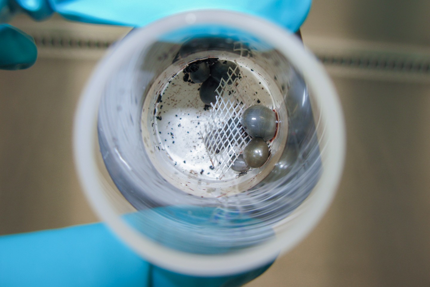 Ticks were fed with Coxiella burnetii-infected blood via an artificial feeding system. On the picture: day 11 of feeding. Ticks were fed with Coxiella burnetii-infected blood via an artificial feeding system. On the picture: day 11 of feeding.