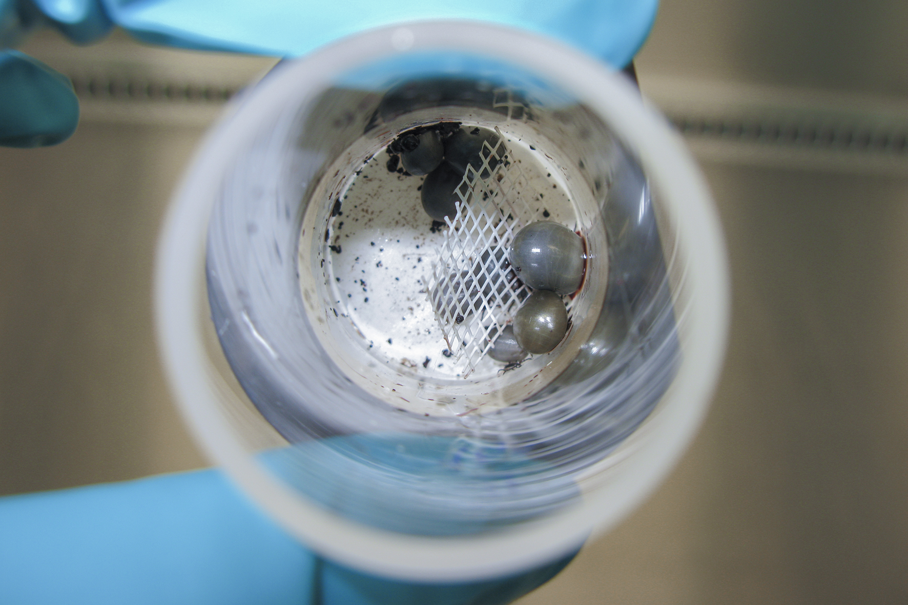 Ticks were fed with Coxiella burnetii-infected blood via an artificial feeding system. On the picture: day 11 of feeding. Ticks were fed with Coxiella burnetii-infected blood via an artificial feeding system. On the picture: day 11 of feeding.